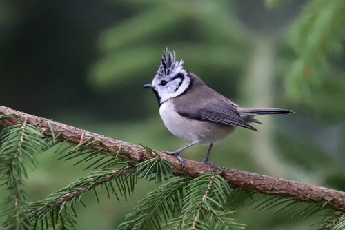 Crested tit/tofsmes.