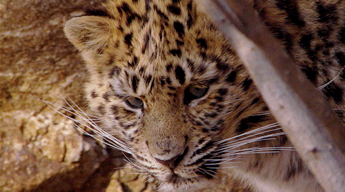 e-ripley:Amur Leopard | PLANET EARTH 1.01