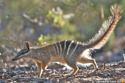 zsl-edge-of-existence: Numbats may look like a weird cross between an anteater, a squirrel, and a raccoon, but they’re actually marsupials!  Some studies, in fact, point towards it being the closest living relative of the extinct thylacine, or Tasmanian