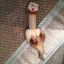 ferretinatoiletroll