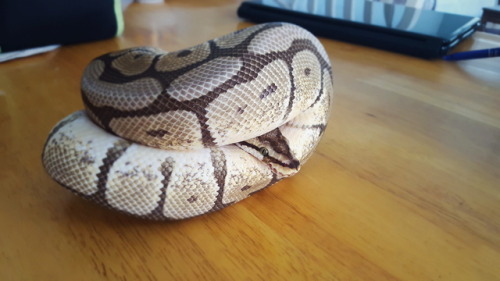 nigeltheball:deciding whether or not to exit the safety of the Body Cavenigel post-shed