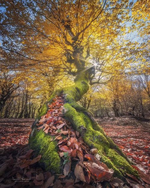 Photo by @manochehr.khanramaki Mazichal - kalardasht, mazandaran province, Iran - Nature Preserve. #