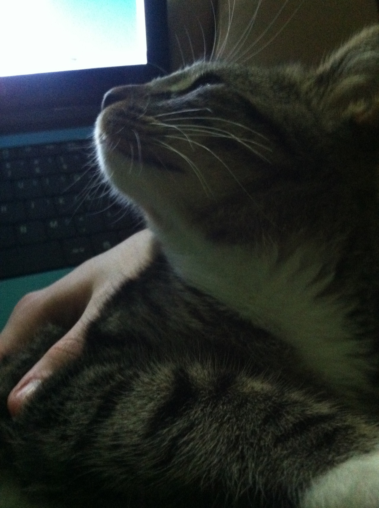 FurBaby Aiden