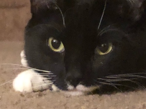 merlynm:Extremely high quality cat
