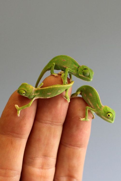 green babies 