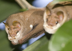 wtfevolution:  &ldquo;Crap. I think the bat extruder’s broken again.&rdquo; &ldquo;How is that possible, evolution? We just fixed it last—oh. Oh, yeah, that’s not right.&rdquo; &ldquo;They’re pretty bad, huh?&rdquo; &ldquo;They look like shriveled