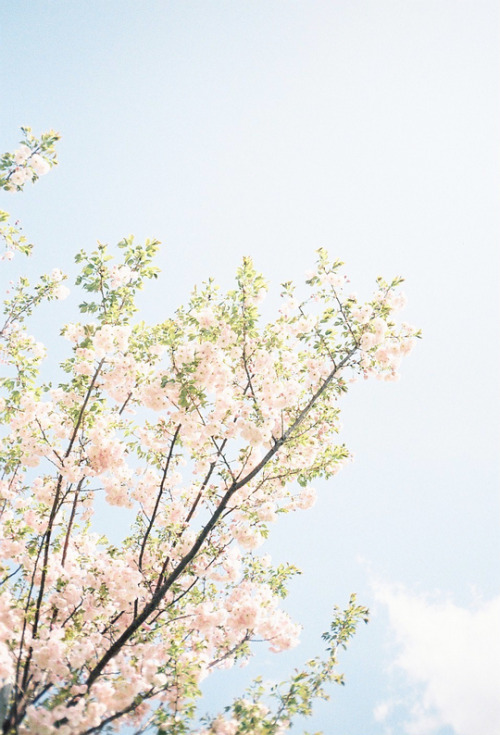 momoiro-megane: Spring colors | By: Taro Yamamoto