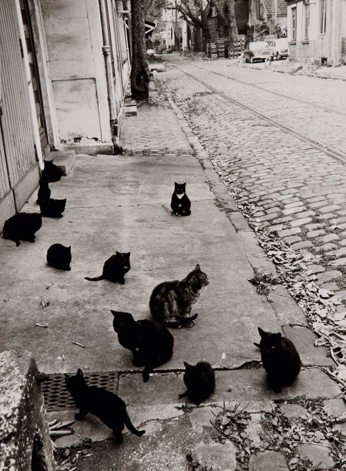 Robert Doisneau, Des chats à Bercy, c. 1970.