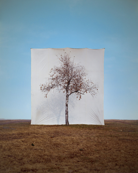 from89:  Trees In Front Of Canvas (by Myoung Ho Lee) Found Here 