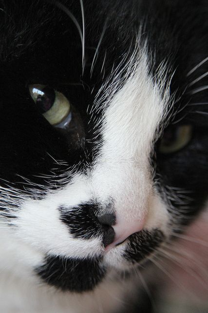 thosefunnyanimals:  Check out more at Those Funny Animals
