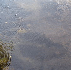 mounaks:ripples