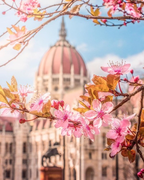 floralls:Spring in Budapest by Hegyi Benjamin