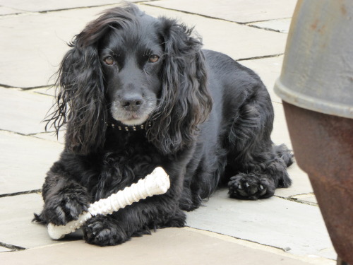 handsomedogs:  My handsome boy Charlton :) nearly 10, still a puppy :) 