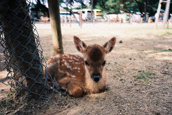 Baby Animal Posts