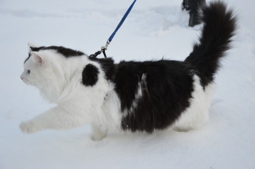 karasratworld:Muenster was super interested in the snow so we took him out for a few minutes so he c