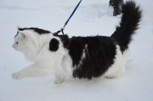 karasratworld: Muenster was super interested in the snow so we took him out for a few minutes so he 