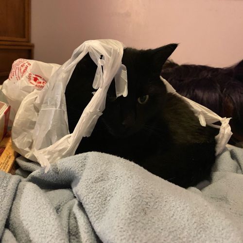 I am a little silhouetteo in a bag~. #cat #cutecat #catsofinstagram #cute #blackcat #housepanther #c