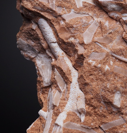 bijoux-et-mineraux:Bryozoans (moss animals) Middle Ordovician Kukruse Stage from Khotla Jarve, Eston