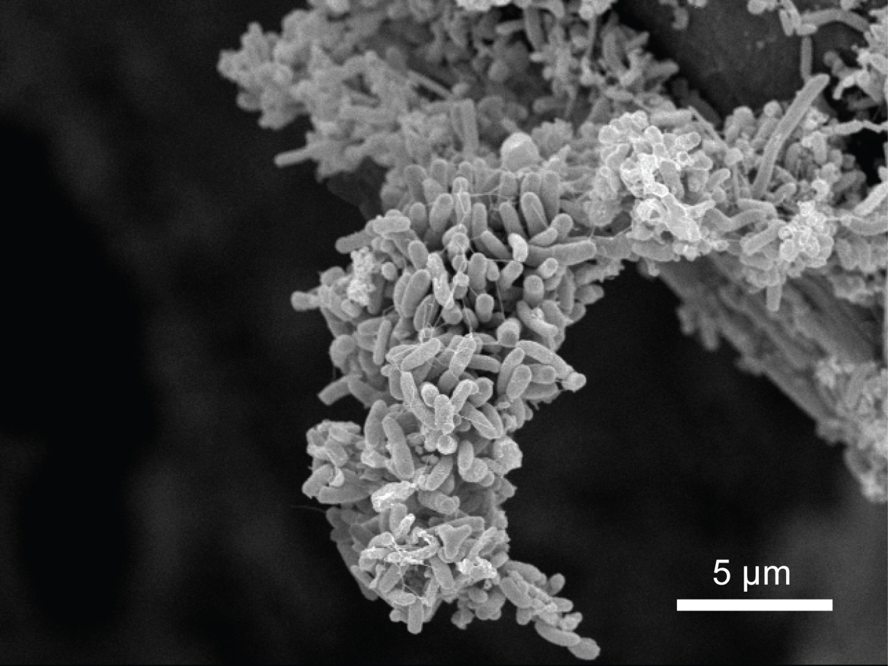 txchnologist:   Wired Microbes Generate Electricity From Sewage  by Txchnologist