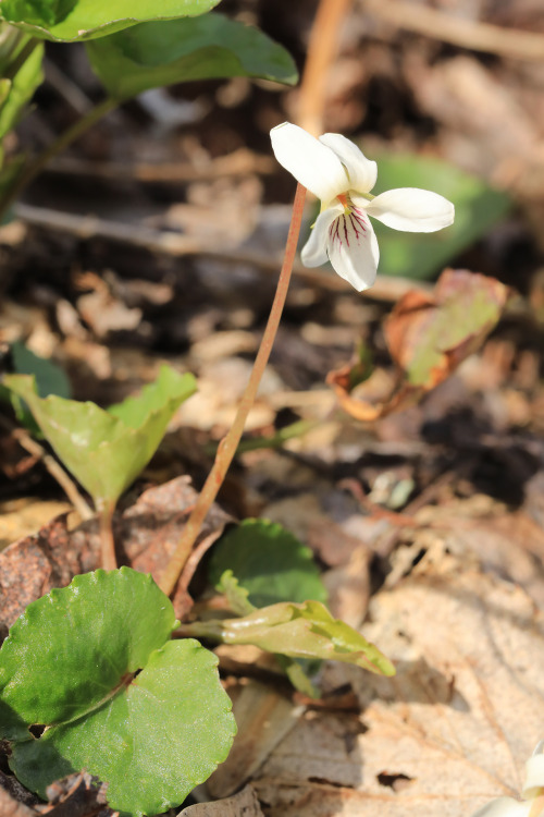 Early May in an Appalachian forest.From top: sweet white violet (Viola blanda); long-spurred violet 