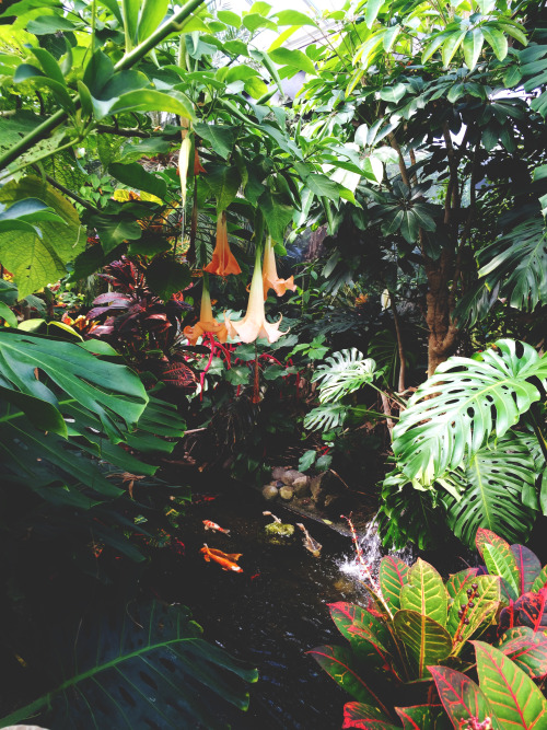 tuaari:  there’s a tropical jungle up the street from me