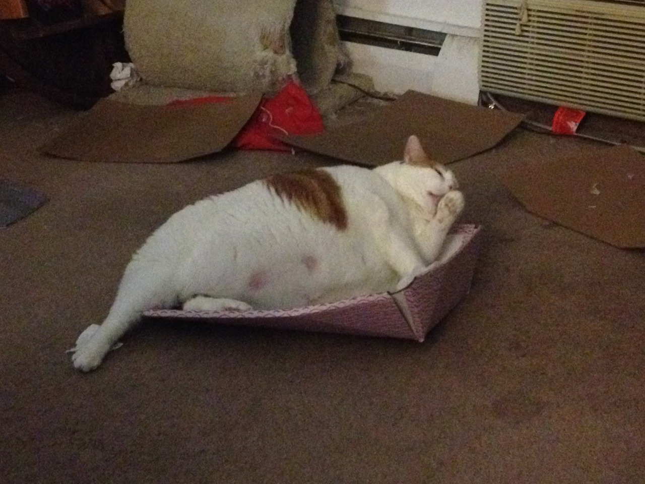 feedmerightmeow:  That box was not built for someone of Calvin’s girth. 