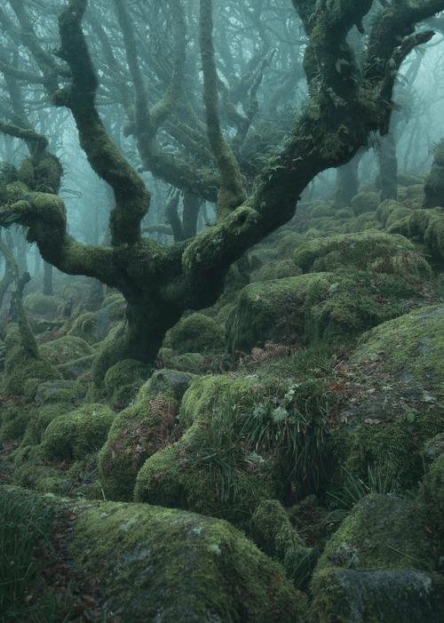 nevver:Into the woods, Neil Burnell