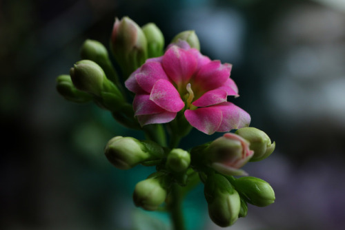 My small plant decided to bloom in winter.Instagram | Etsy Shop