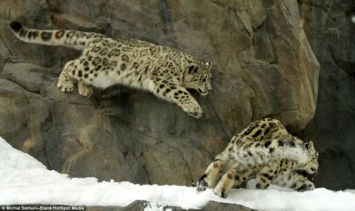 catsbeaversandducks:Kung Fu Cub TwinsThe playfighting moves of these two snow leopard cubs show why 