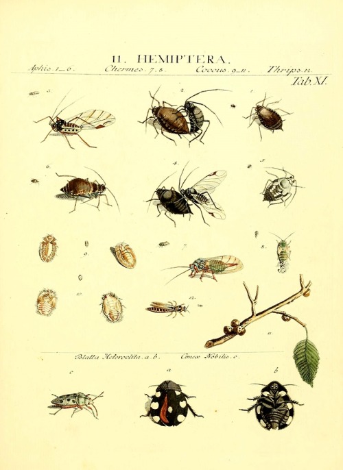 wapiti3:The types of insects Linnaei and Fabrice icons, illustrated by John James Roemer.Publication