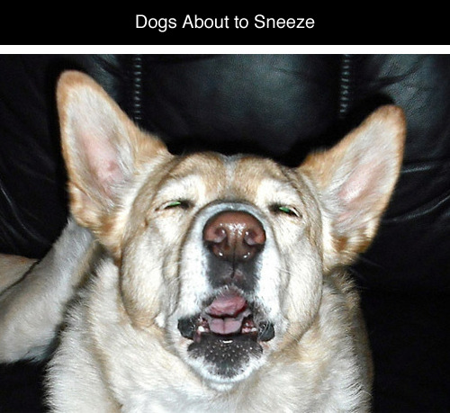 tastefullyoffensive:  Dogs About to Sneeze [via]Previously: Cats About to Sneeze