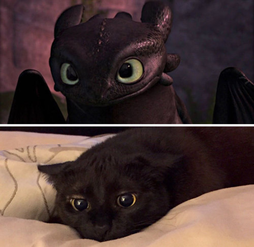 pr1nceshawn:Cats or Toothless!?