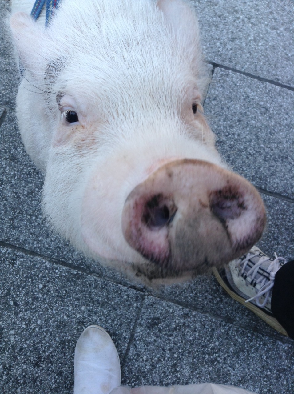 I may have run into a man walking his pig today