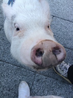 I May Have Run Into A Man Walking His Pig Today