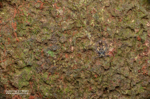 onenicebugperday:Owlfly Larvae,AscalaphidaeFound in Malaysia, Mozambique, and Singapore respectively