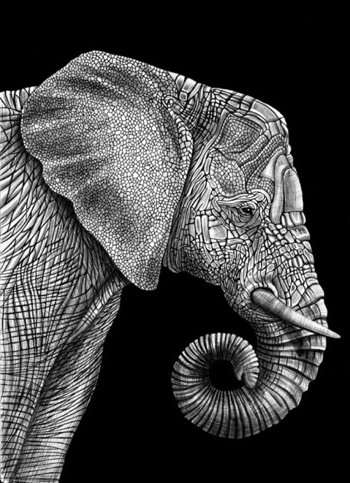 unicorn-meat-is-too-mainstream:  New Jersey-based illustrator Tim Jeffs has spent the past year trying to draw intricately detailed animal portraits with nothing more than pens and ink. 