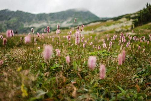 naturalsceneries:  Tatra National Park, Poland   Karol Majewski photography: tumblr / flickr    