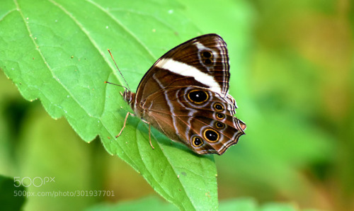 Banded Treebrown by knpandit2003