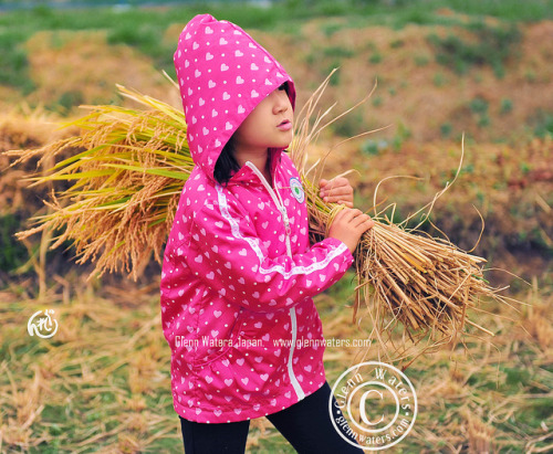 Rice Harvest in Japan