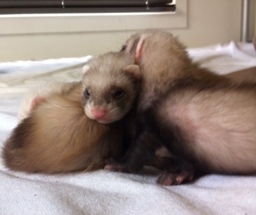 captainkateblr:  So here’s some photos of my baby ferrets.