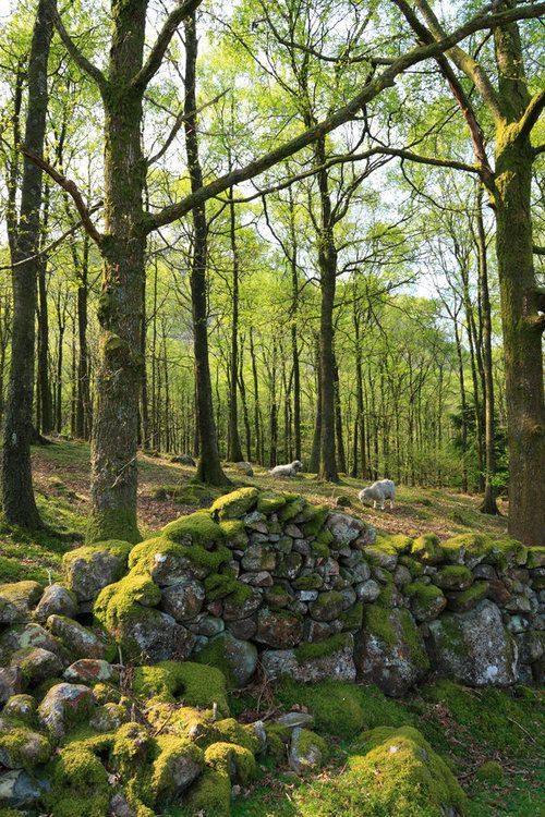bonitavista:  Lake District, England photo via devon 