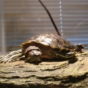 tort-time:  tortus-blog: Give me that! MINE.  