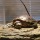 tort-time:  tortus-blog: Give me that! MINE.  