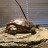 tort-time:  tortus-blog: Give me that! MINE.  