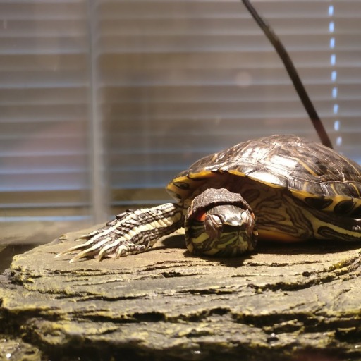 tort-time:  tortus-blog: Give me that! MINE.  