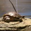 tort-time:  tortus-blog: Give me that! MINE.  