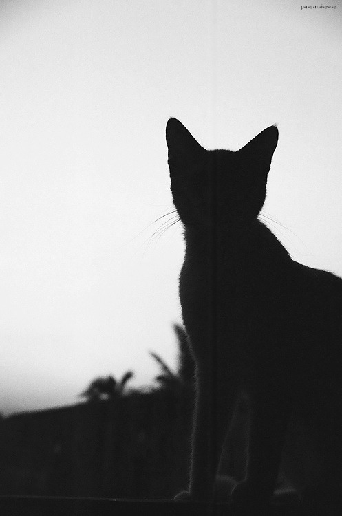 Scavenger of Human Sorrow
