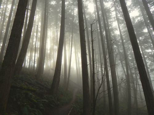 ancientdelirium: January Foggy Photo Hike with Nanci (15) by Openviolin on Flickr.