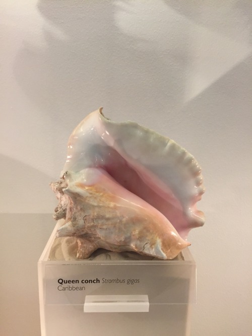 p-lutochild:  This shell reminded me of a sunset I saw sometimes ago 🌸 