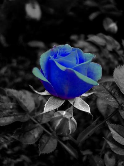 Rosa Azul Tumblr